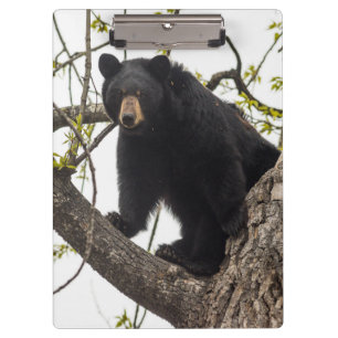 Climbing Black Bear Clipboard