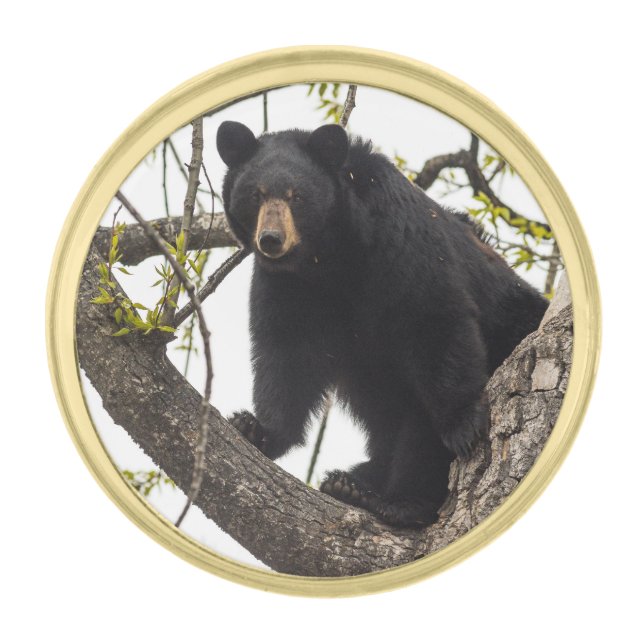 Climbing Black Bear Gold Finish Lapel Pin (Front)