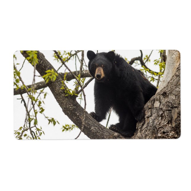 Climbing Black Bear Label (Front)