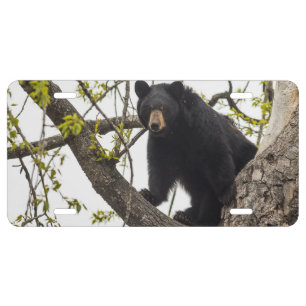 Climbing Black Bear License Plate