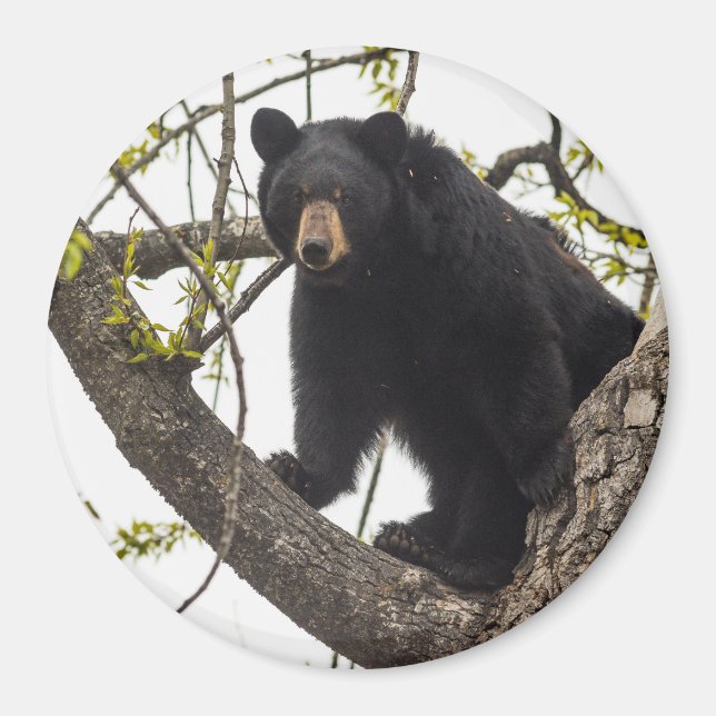 Climbing Black Bear Magnet (Front)