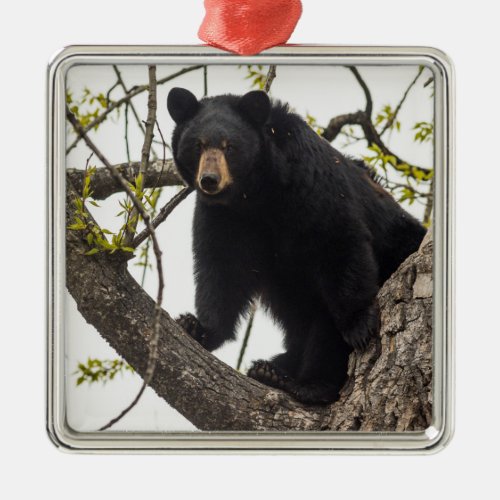 Climbing Black Bear Metal Ornament