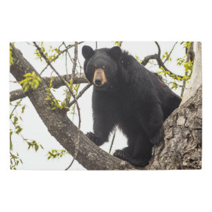 Climbing Black Bear Metal Print