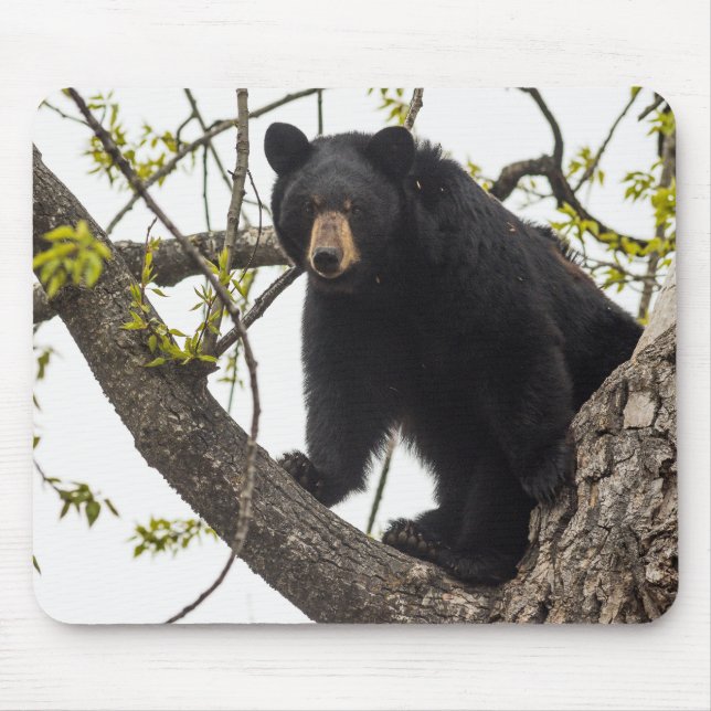 Climbing Black Bear Mouse Pad (Front)