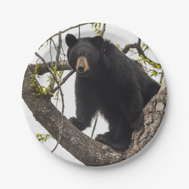 Climbing Black Bear Paper Plates (Front)