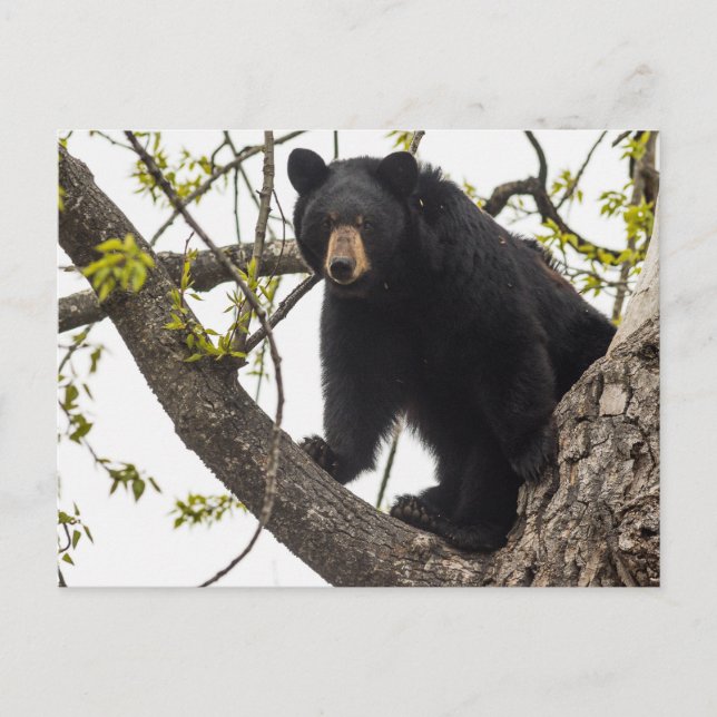 Climbing Black Bear Postcard (Front)