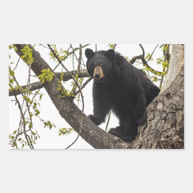 Climbing Black Bear Rectangular Sticker (Front)