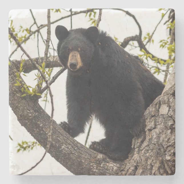 Climbing Black Bear Stone Coaster (Front)