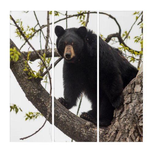 Climbing Black Bear Triptych