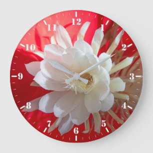 Climbing cactus in blossom on red with reflection large clock