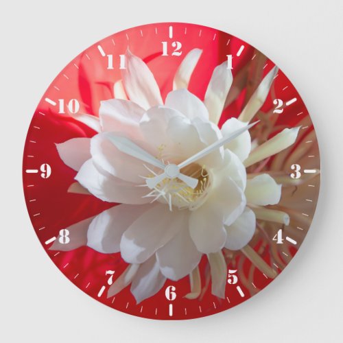 Climbing cactus in blossom on red with reflection  large clock