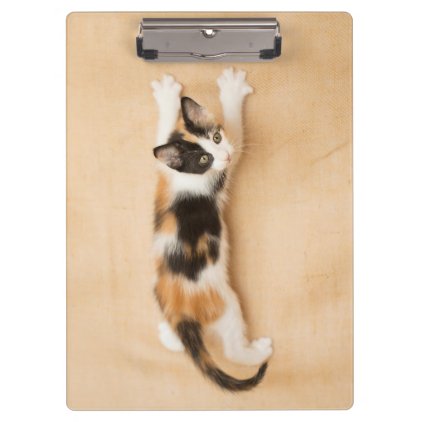 Climbing Calico Kitten Clipboard