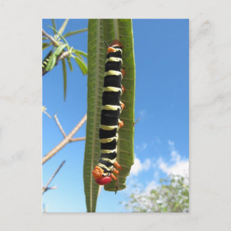 Climbing Caterpillar Postcard