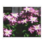 Climbing Clematis Purple Spring Flowers Canvas Print