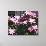 Climbing Clematis Purple Spring Flowers Canvas Print