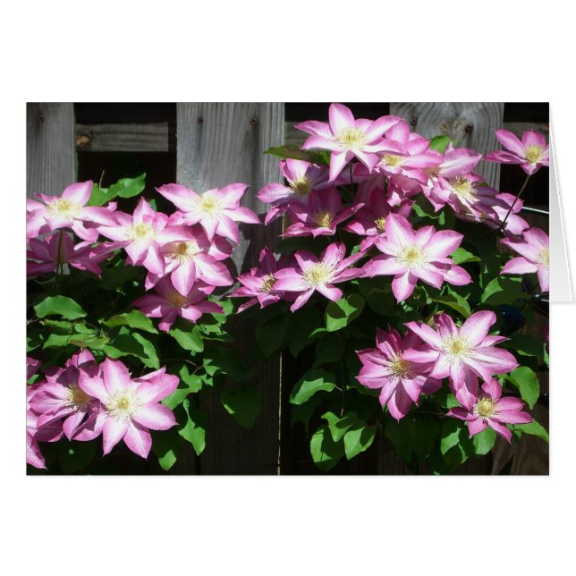 Climbing Clematis Purple Spring Flowers Cards (Front Horizontal)