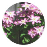 Climbing Clematis Purple Spring Flowers Classic Round Sticker