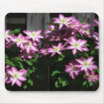 Climbing Clematis Purple Spring Flowers Mouse Pad