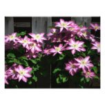 Climbing Clematis Purple Spring Flowers Photo Print