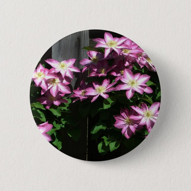 Climbing Clematis Purple Spring Flowers Pinback Button (Front)