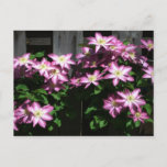 Climbing Clematis Purple Spring Flowers Postcard