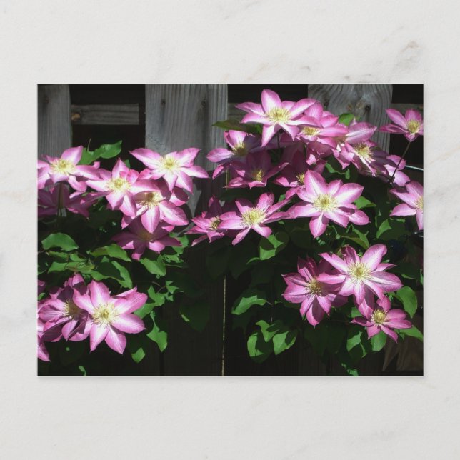 Climbing Clematis Purple Spring Flowers Postcard (Front)