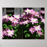 Climbing Clematis Purple Spring Flowers Poster