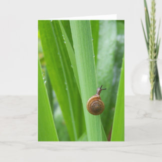 Climbing Garden Snail Note card