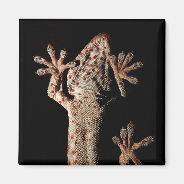 Climbing Gekko Magnet (Front)
