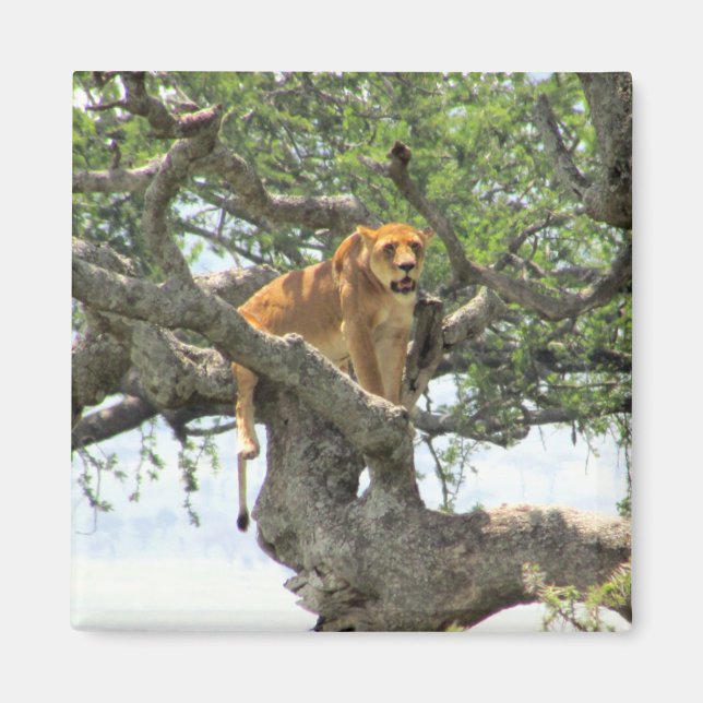 climbing lion magnet (Front)