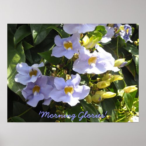 Climbing Morning Glories Poster