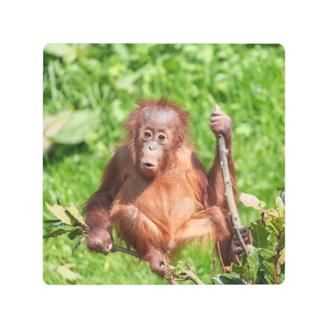 Climbing Orangutan Baby Metal Print (Front)