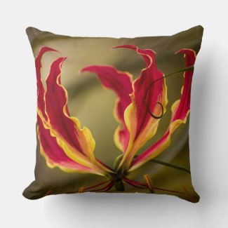 Climbing red Fire lily