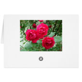 Climbing Red Roses Cards (Back Horizontal)
