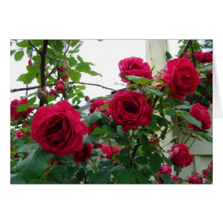 Climbing Red Roses Cards