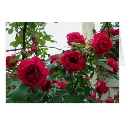 Climbing Red Roses Cards (Front Horizontal)