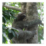 Climbing Sloth  Poster