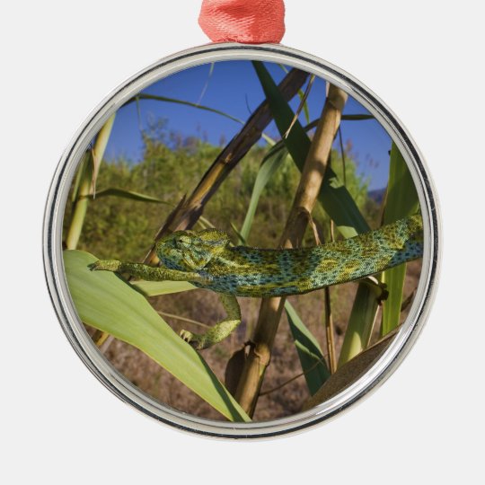 Climbing Stretching Female of Chamaeleo Africanus Metal Ornament