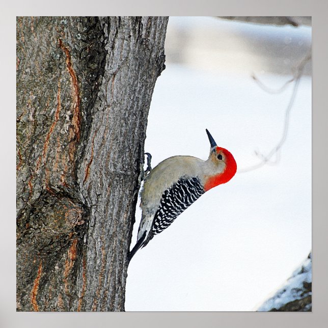 Climbing the Tree Poster/Print Poster (Front)