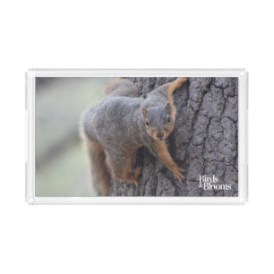 Clinging Squirrel Acrylic Tray