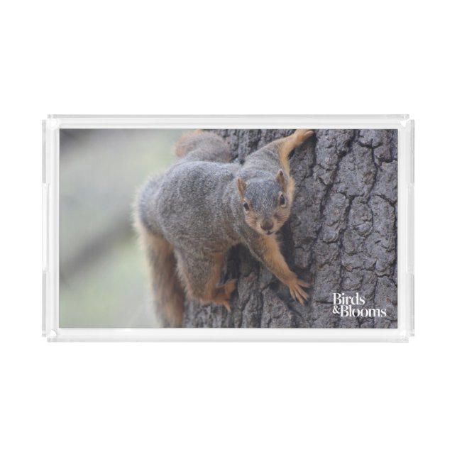 Clinging Squirrel Acrylic Tray (Front)