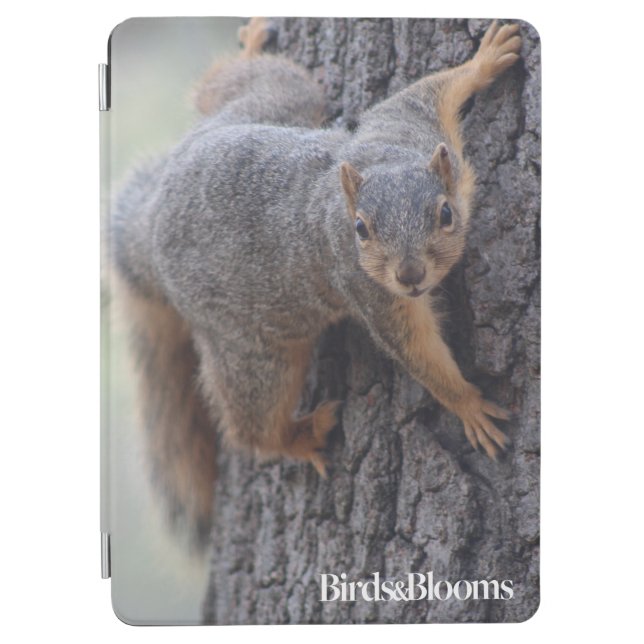 Clinging Squirrel iPad Air Cover (Front)