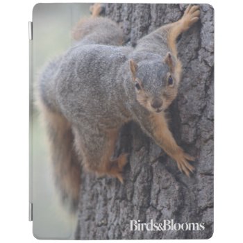 Clinging Squirrel Ipad Smart Cover by birdsandblooms at Zazzle