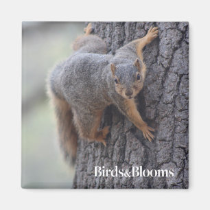 Clinging Squirrel Magnet