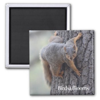 Clinging Squirrel Magnet by birdsandblooms at Zazzle