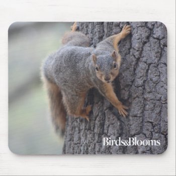 Clinging Squirrel Mouse Pad by birdsandblooms at Zazzle