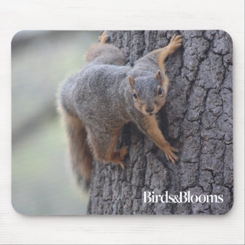 Clinging Squirrel Mouse Pad