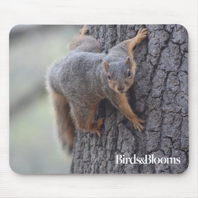 Clinging Squirrel Mouse Pad (Front)