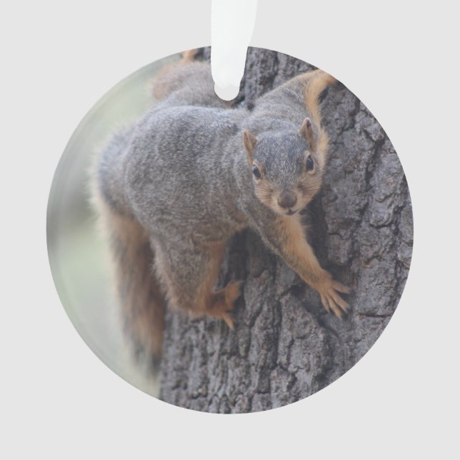 Clinging Squirrel Ornament (Front)