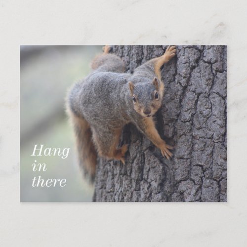 Clinging Squirrel Postcard